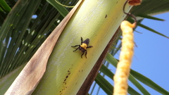 Hyperechia bomboides