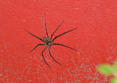 Heteropoda venatoria