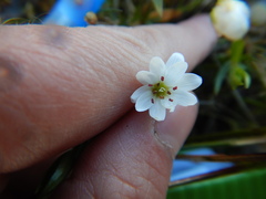 Stellaria crassipes