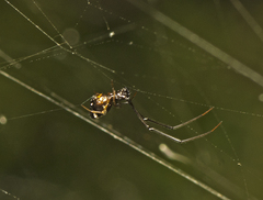 Argyrodes