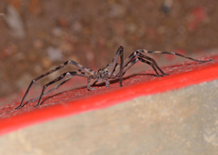 Heteropoda venatoria