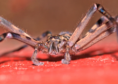 Heteropoda venatoria