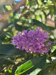 Buddleja davidii