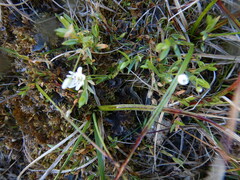 Stellaria crassipes