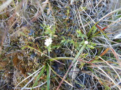 Stellaria crassipes