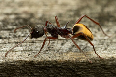 Dolichoderus extensispinus