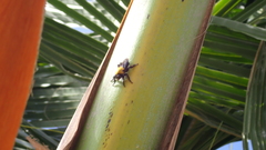 Hyperechia bomboides