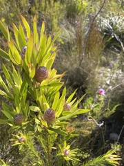 Leucadendron xanthoconus
