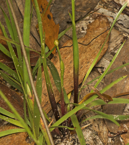 Xyris complanata