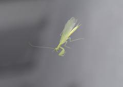 Tropidomantis