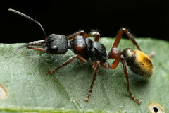 Myrmecia chrysogaster