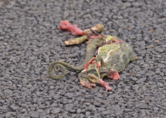 Chamaeleo zeylanicus