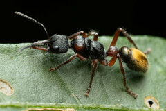Myrmecia chrysogaster