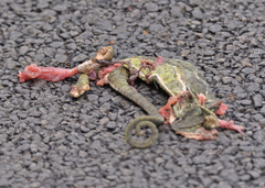 Chamaeleo zeylanicus