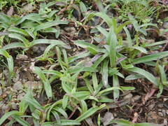 Tradescantia pallida