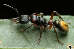 Myrmecia chrysogaster