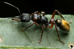 Myrmecia chrysogaster