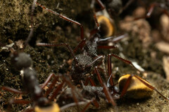 Dolichoderus extensispinus