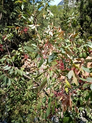 Pistacia terebinthus