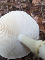 Amanita