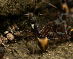 Dolichoderus extensispinus