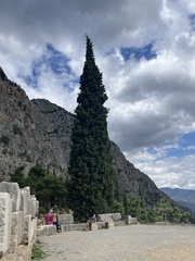 Cupressus sempervirens