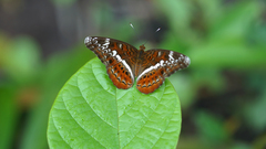 Lebadea martha martha