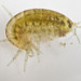 Hyalella - Photo (c) Mardon Erbland, some rights reserved (CC BY-NC-SA), uploaded by Mardon Erbland
