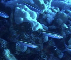 Caesio striata