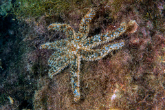 Coscinasterias tenuispina