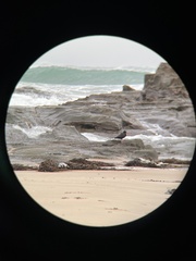 Haematopus fuliginosus
