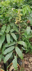 Lepisanthes tetraphylla