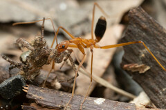 Leptomyrmex rufipes