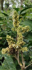 Lepisanthes tetraphylla