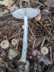 Amanita