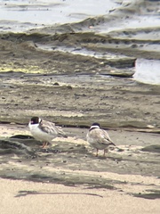 Thinornis cucullatus