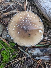 Amanita pantherina