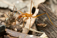 Leptomyrmex rufipes