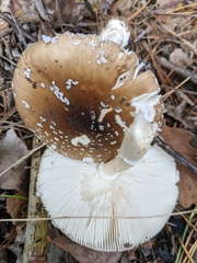 Amanita pantherina