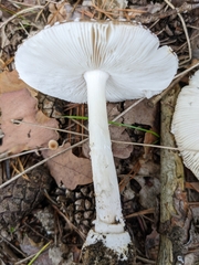 Amanita pantherina