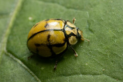 Harmonia testudinaria