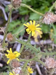 Senecio viscosus