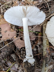 Amanita pantherina