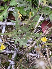 Senecio viscosus