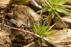 Myrmecia nigrocincta