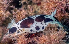 Peltodoris atromaculata
