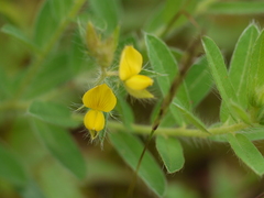 Crotalaria calycina