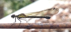 Heliocypha bisignata