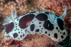 Peltodoris atromaculata