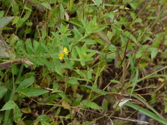 Crotalaria calycina